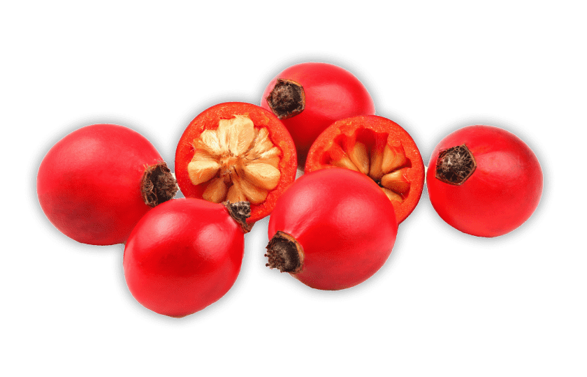 Rosa canina seed