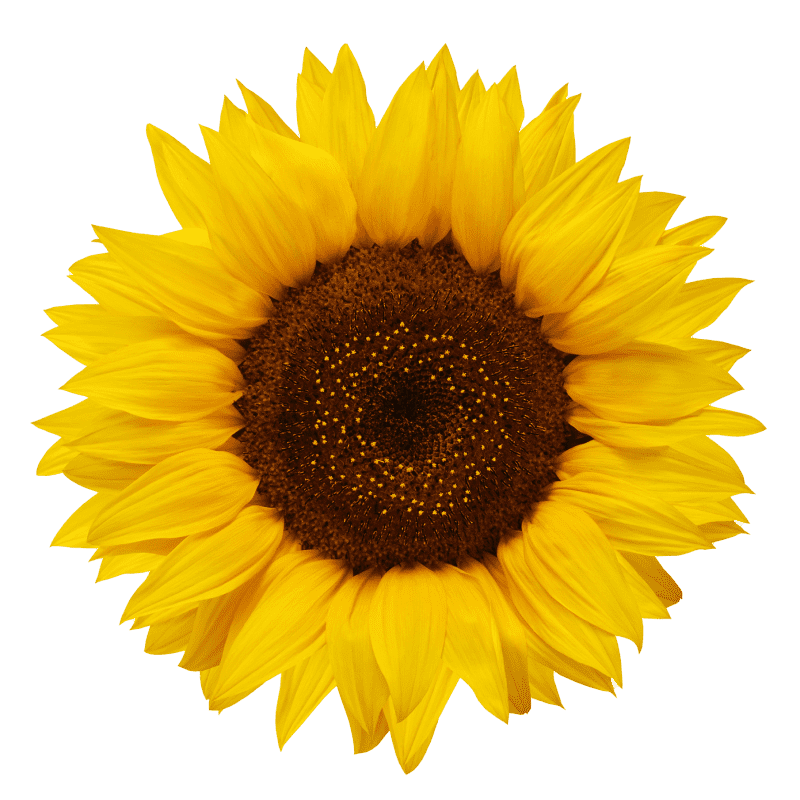 Helianthus Annuus seed oil