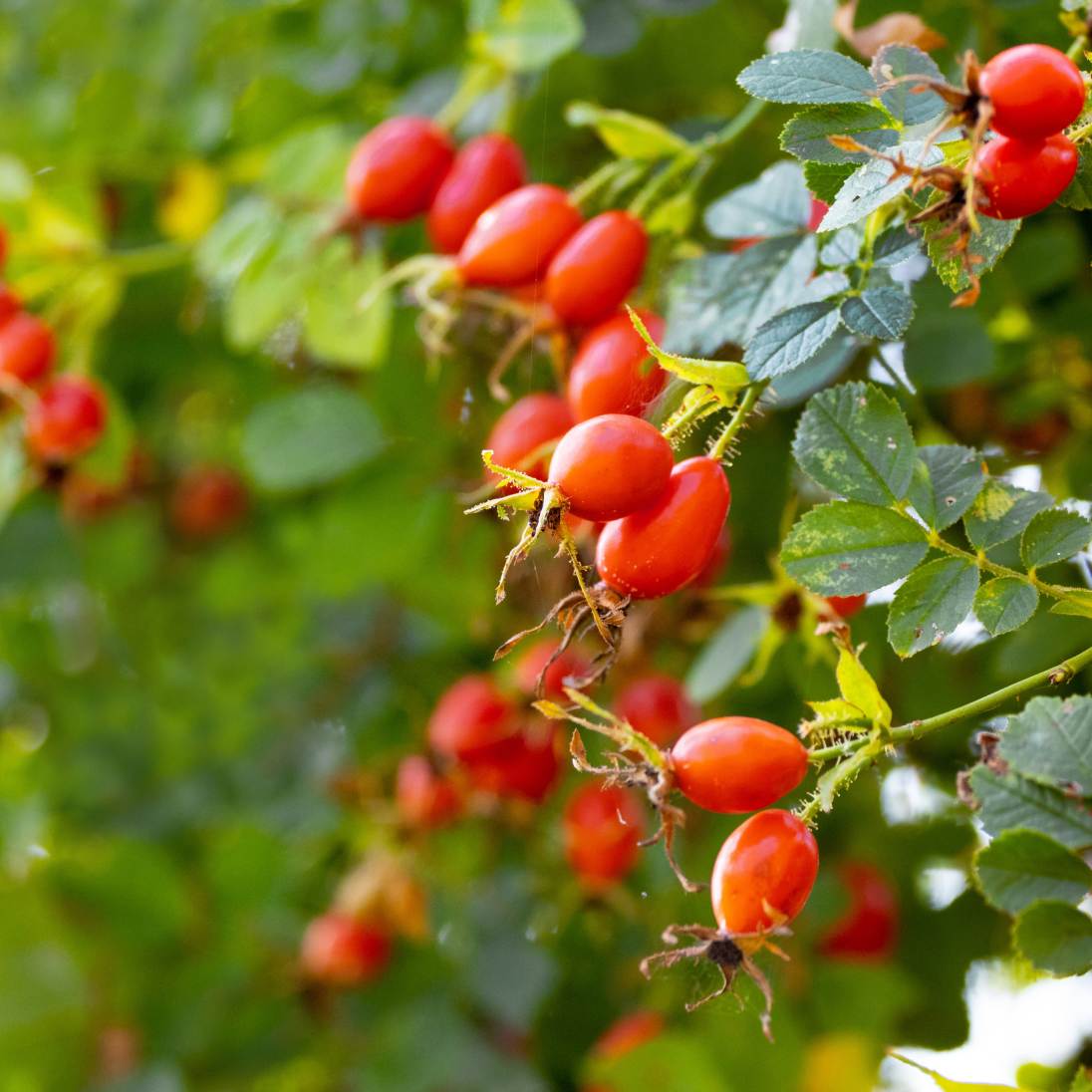 Rosa canina