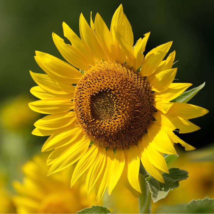 Helianthus annuus